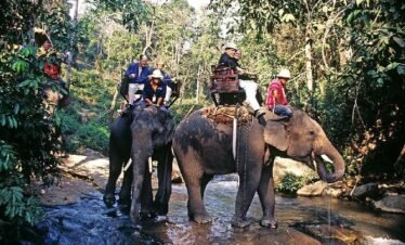 Jungle Safari Tour + Elephant Trek