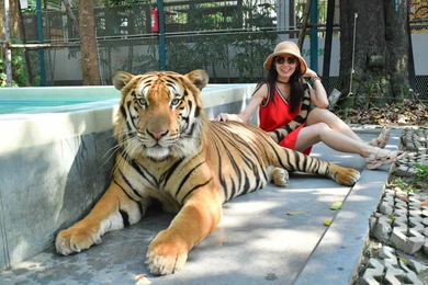 Tiger-Park-Pattaya-Admission-Ticket-Thailand-dcda7f38-b756-4ee0-887f-42078f113bbf